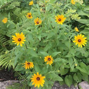 Maternity and Nursing Clothing